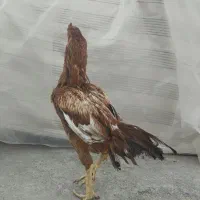 خروس زات دار فروشی فقت تماس