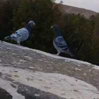 ماده سار  مسافتی|پرنده|مشهد, کارده|دیوار