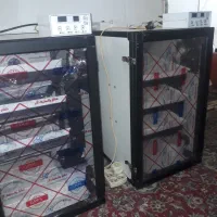 دستگاه جوجه کشی ۱۶۸ تایی اسکندری