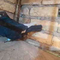 کبوتر رنگی|پرنده|لنجان, |دیوار