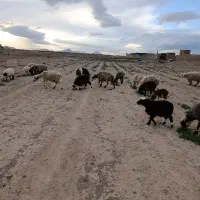 ده دوازده تا میش بره دار  با یه قوچ بره ها درشت