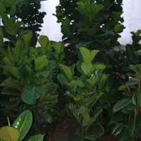 گل گیاه|گل و گیاه طبیعی|جلین, |دیوار