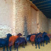 گوسفند قزل افشار و قره قزل اصل|حیوانات مزرعه|خمینیشهر, |دیوار