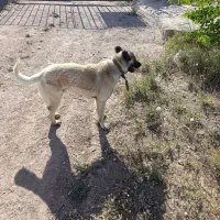 سگ نگهبان|سگ|زنجان, |دیوار