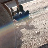 مرغ سالم|پرنده|خرمآباد, |دیوار