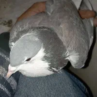 نر سیمونی|پرنده|اصفهان, اندوان|دیوار