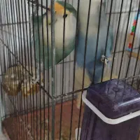 یک جفت طوطی برزیلی بالق جوجه بده و دو تا جوجشون|پرنده|دشتابی, |دیوار