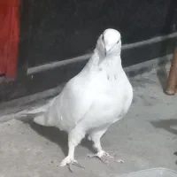 کبوتر غریب شماره دار