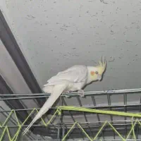 عروس هلندی نر