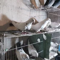 رهلی گویوخ معاوضه با لوطی