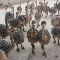 شترمرغ ومرغ خروس نژاد دار عمده|حیوانات مزرعه|رشت, منظریه|دیوار