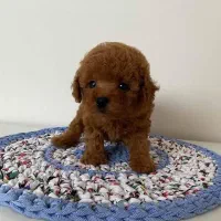 توله سگ تاینی پودل و توی پودل نسکافه ای و رد|سگ|قدس, شهرقدس|دیوار