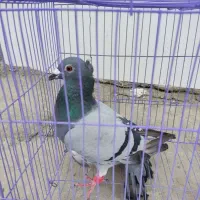 کبوتر سبز کاکلی