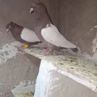 کبوتر سینه ای