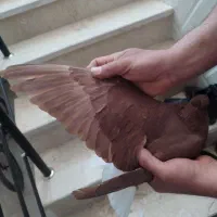 کفتر|پرنده|زارچ, |دیوار