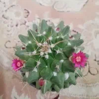 تعدادی گل باقیمت مناسب بفروش میرسد|گل و گیاه طبیعی|داراب, |دیوار