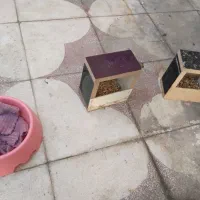 کبوتر|پرنده|شیراز, شیخ علی چوپان|دیوار