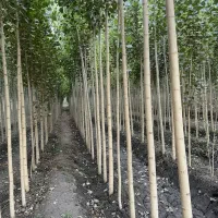 فروش ویــژه صنـوبــرهای ممتاز با ضمانت رشد|خدمات باغبانی و درختکاری|سنندج, |دیوار