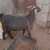 بز پاکستانی|حیوانات مزرعه|شهرضا, |دیوار