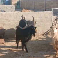 ۷رس‌بزغاله‌نر‌عالی‌برای‌ نربزی دونه ای ۲۵۰۰۰۰۰۰|حیوانات مزرعه|جوادآباد, |دیوار