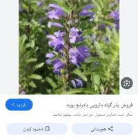 بذر بادرنج سبزی