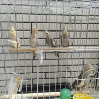 عروس هلندی