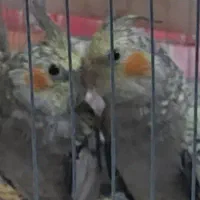 عروس هلندی جوجه مناسب آموزش|پرنده|اصفهان, پوریای ولی|دیوار