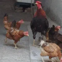 مجسمه مرغ و خروس محلی