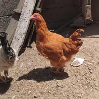 حراج شده است