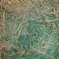 خرید و فروش یونجه وپرس کاه گندم