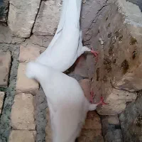 کبوتر سفید خوشرنگ تمیز|پرنده|اصفهان, ارداجی|دیوار