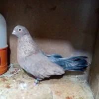 کفتر مصری دهن جور