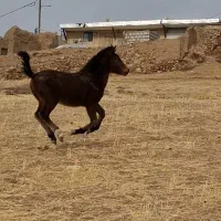 کره اسب کرد ، نریان ۶ماه با مادیان ۴سال