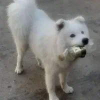 سگ سامویید|سگ|پرند, فاز ۶|دیوار