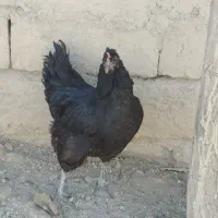مرغ و خروس جوجه|حیوانات مزرعه|سنندج, |دیوار
