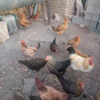 سلام مرغ سیاه تخمی