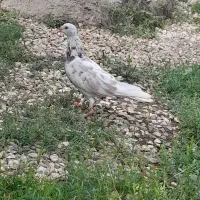 کبوتر