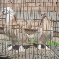 کفتر کبوتر طلا مرگ ندارن