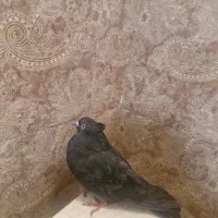 کفتر زاغ|پرنده|تهران, نیروی دریایی|دیوار