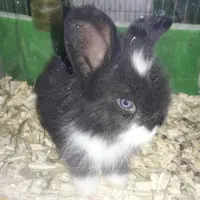 خرگوش لوپ زیبا و اروم چشم ابی