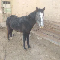کره اسب مادیان ۱۴ماهه|اسب و تجهیزات اسبسواری|رامند, |دیوار