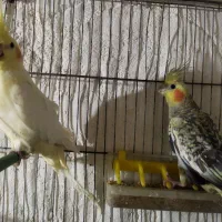 عروس|پرنده|ویلکیج, |دیوار