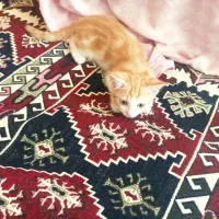 گربه واگذاری