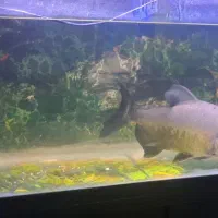 ماهی مانستر پیرانا