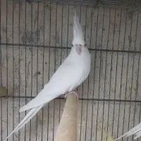 عروس هلندی بالغ آماده جفت|پرنده|هشتگرد, هیو|دیوار