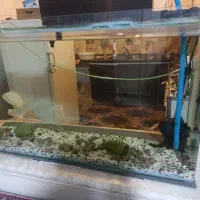 آکواریم و ماهی