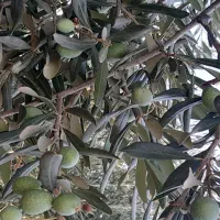 زیتون سبز