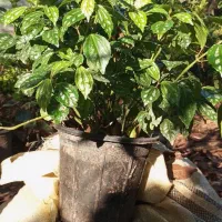 فروش گل پیل ا|گل و گیاه طبیعی|عباسآباد, |دیوار