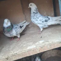 کفتر هما سرور شازده زاغ چشم سفید.قاره