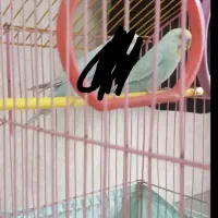 مرغ عشق نر رنگ خاص معاوضه با یابرزیلی ماده|پرنده|تهران, طیب|دیوار